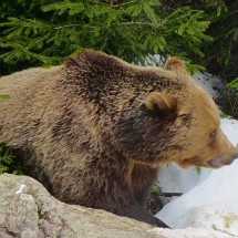 Brown Bear in the German national park Bayerischer Wald (close to the town Grafenau)